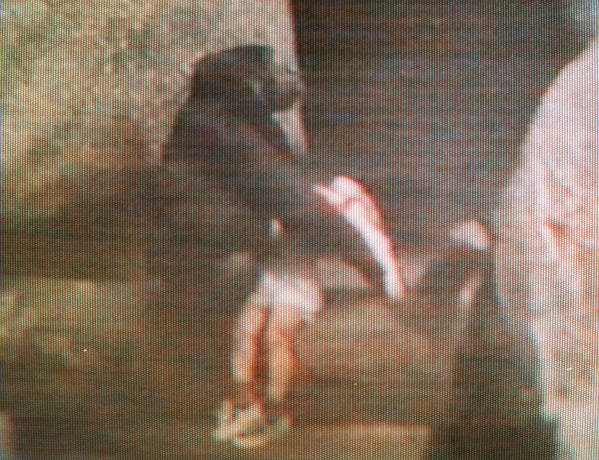 1996 brookfield zoo gorilla incident