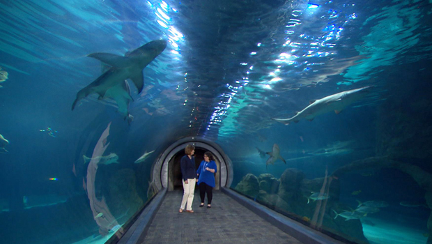 sharks-adventure-aquarium-anna-werner-nikki-grandinetti-620.jpg 
