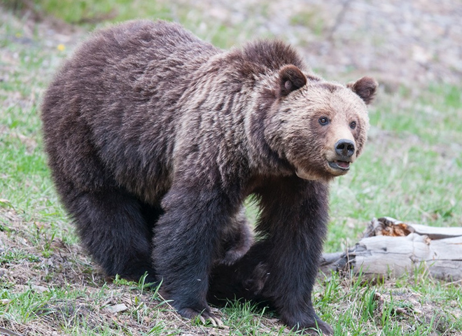 Nature up close: Yellowstone's grizzly bears - CBS News