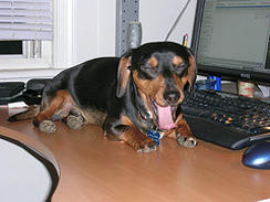 keyboard-companion-dog-at-work-244.jpg 