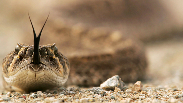 Florida man survives lightning strike, spider, snake bites - CBS News