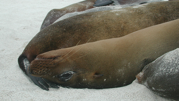 galapagos-fur-seal-with-ear-flap-verne-lehmberg-620.jpg 