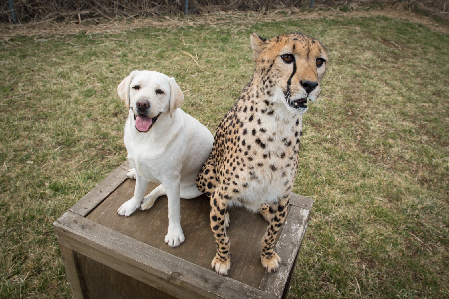 Do cheetahs love dogs?