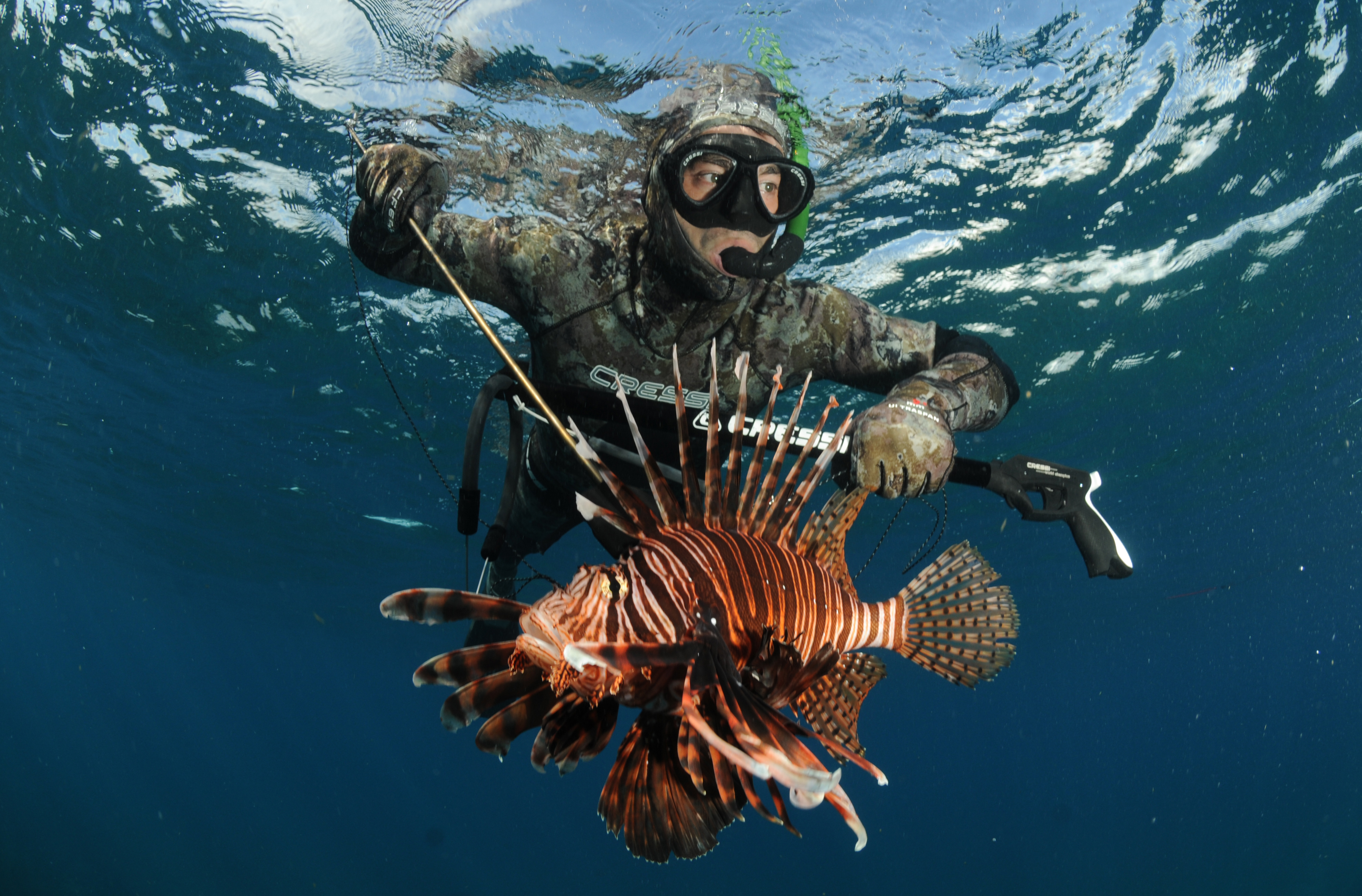 Florida wages war on lionfish that is its harming underwater ecosystem -  CBS News
