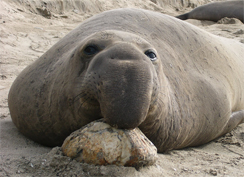 sub-adult-male-northern-elephant-seal-samantha-simmons-marine-mammal-commission-244.jpg 