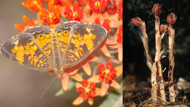 tallulah-gorge-flowers-butterfly-milkweed-indian-pipe.jpg 