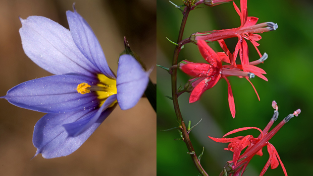 tallulah-gorge-flowers-blue-eyed-grass-cardinal-flower-620.jpg 