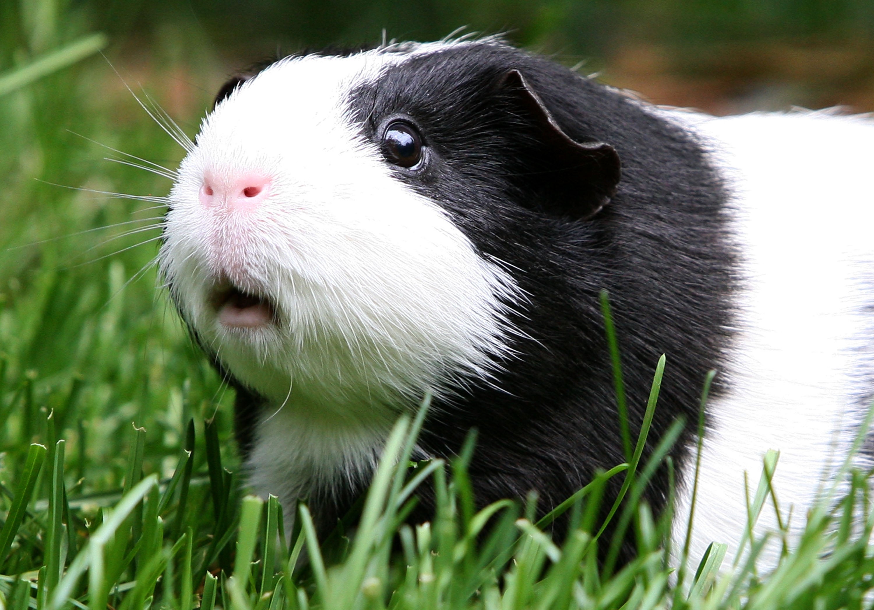 Guinea pigs can harbor a hidden health hazard - CBS News