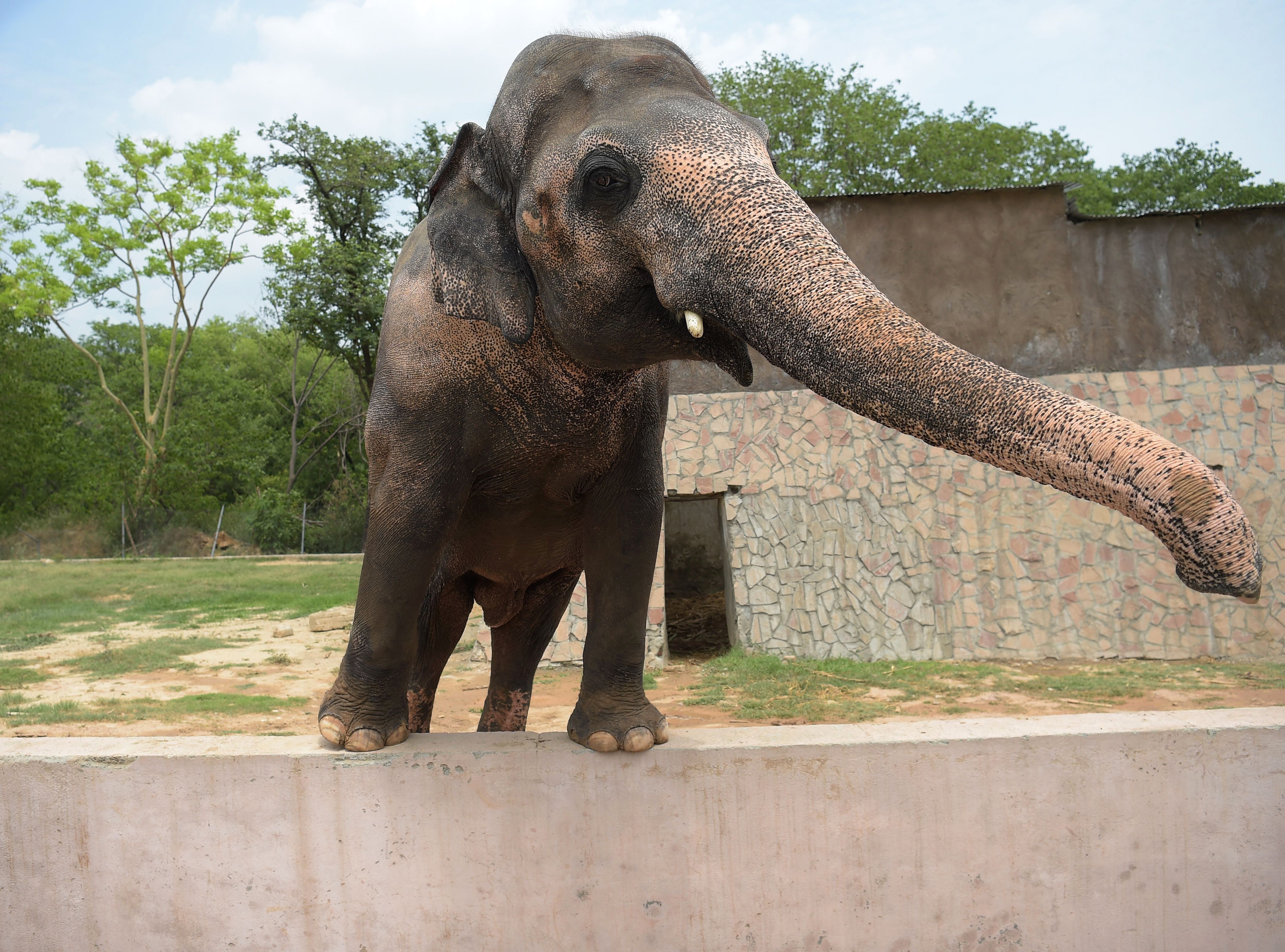 Are There Elephants in Morocco 