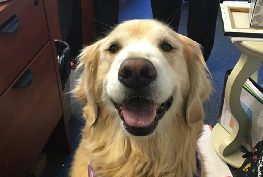 golden retriever smiling