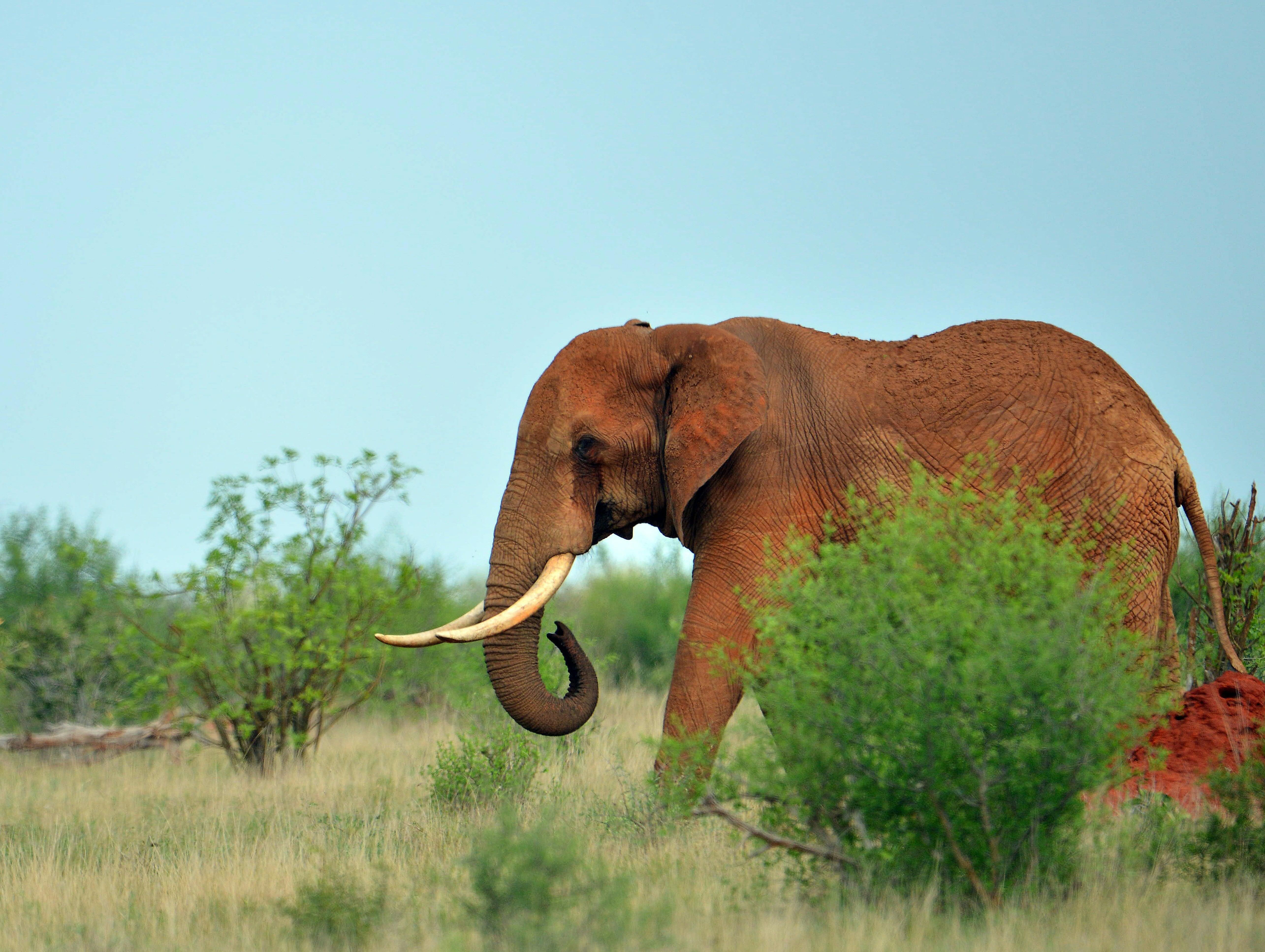 Trump Lifts Ban On Import Of Elephant Trophies Cbs News