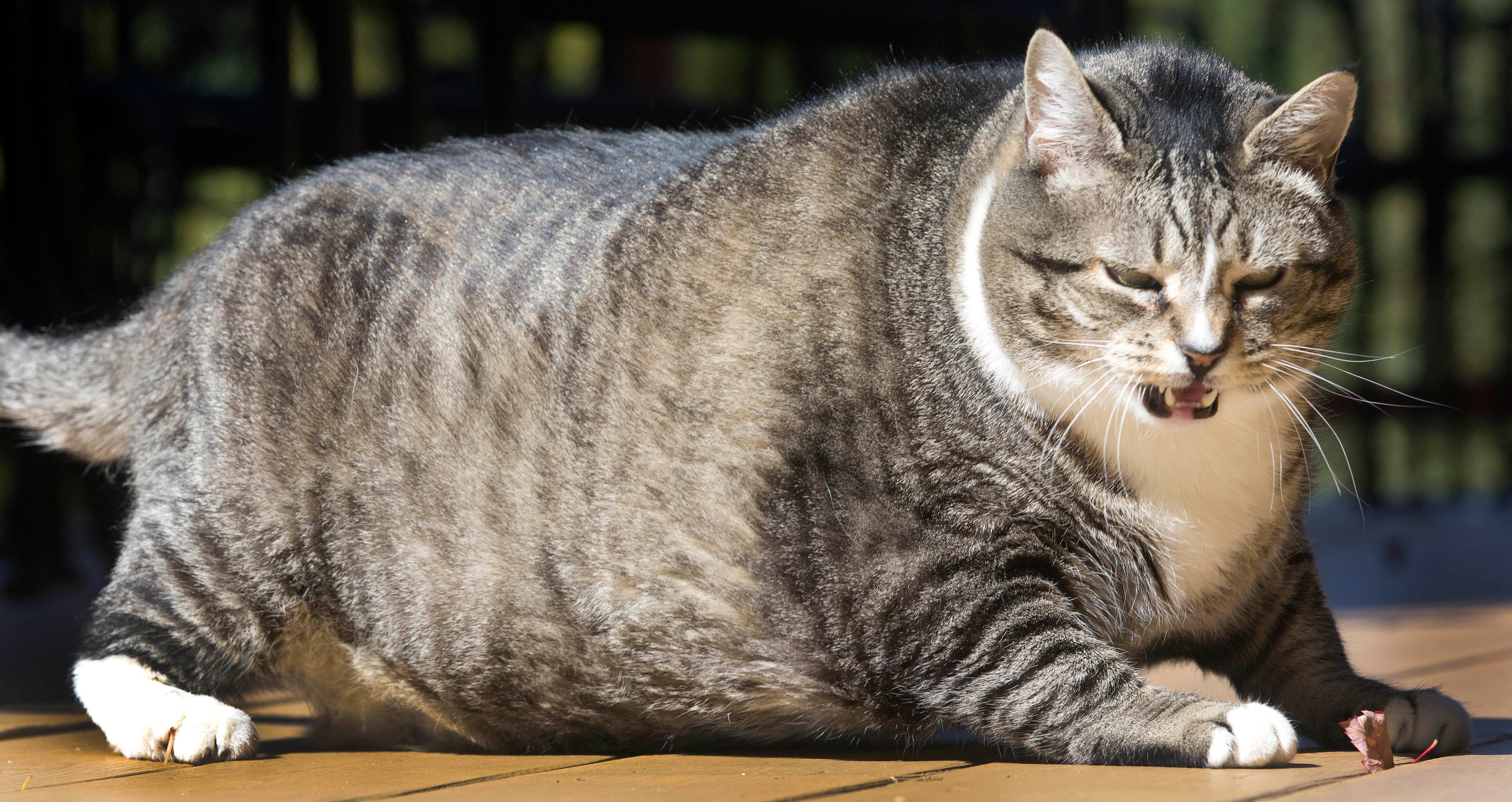 Logan, the fat cat at Waterville Valley Resort