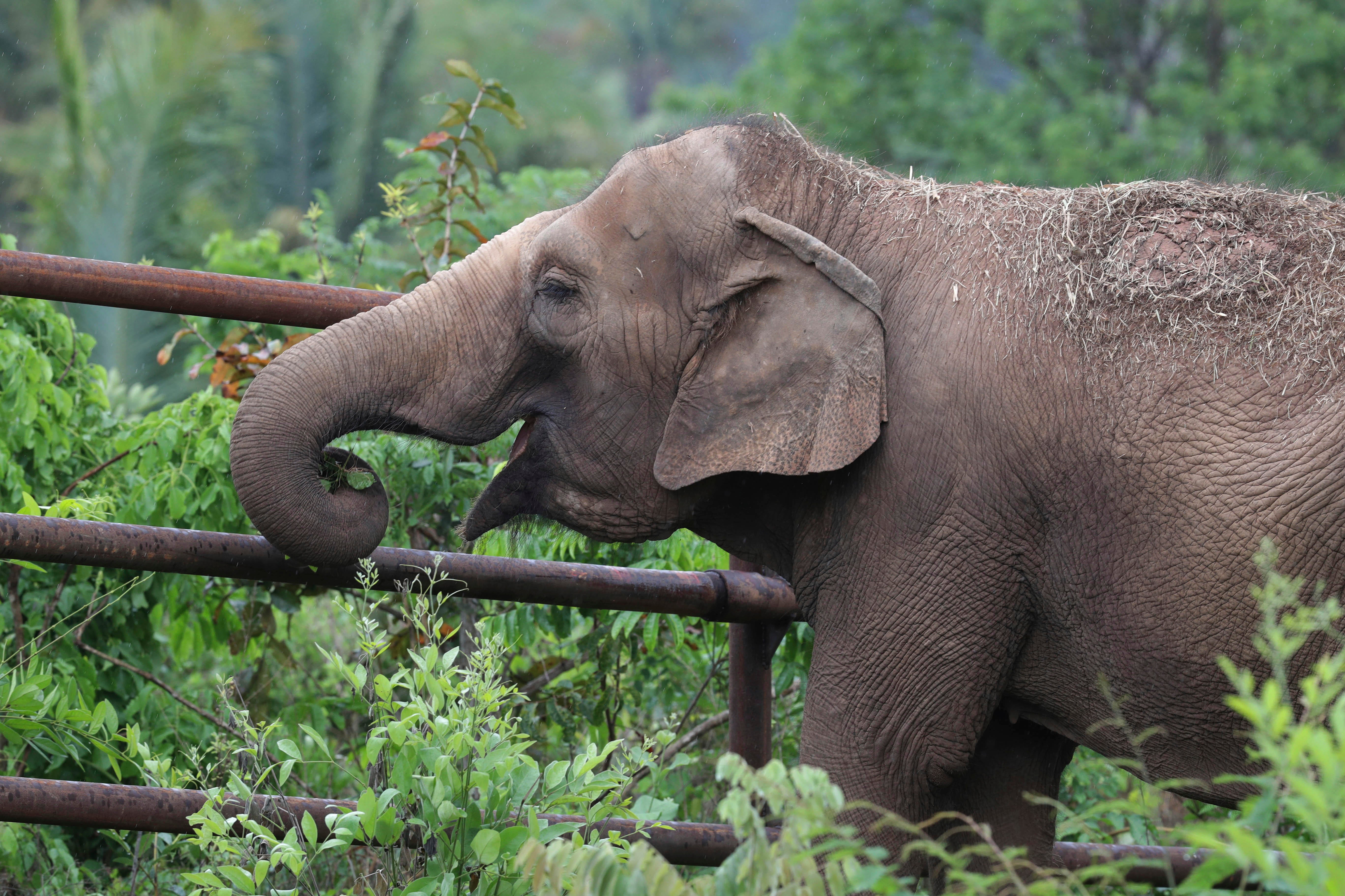 Are There Elephants in Brazil 