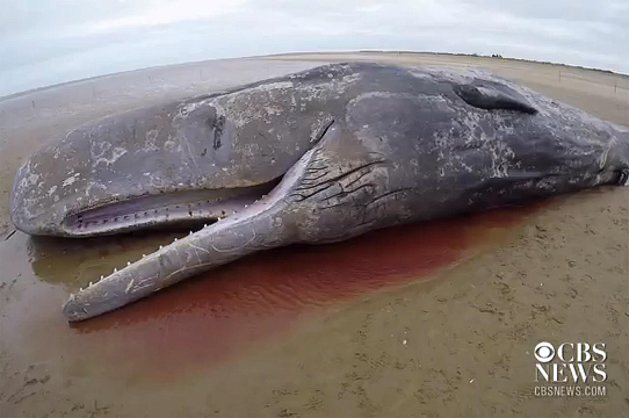 Whale Strandings In Europe Stump Csi Team For Whales As They Probe Mysterious Deaths Cbs News 