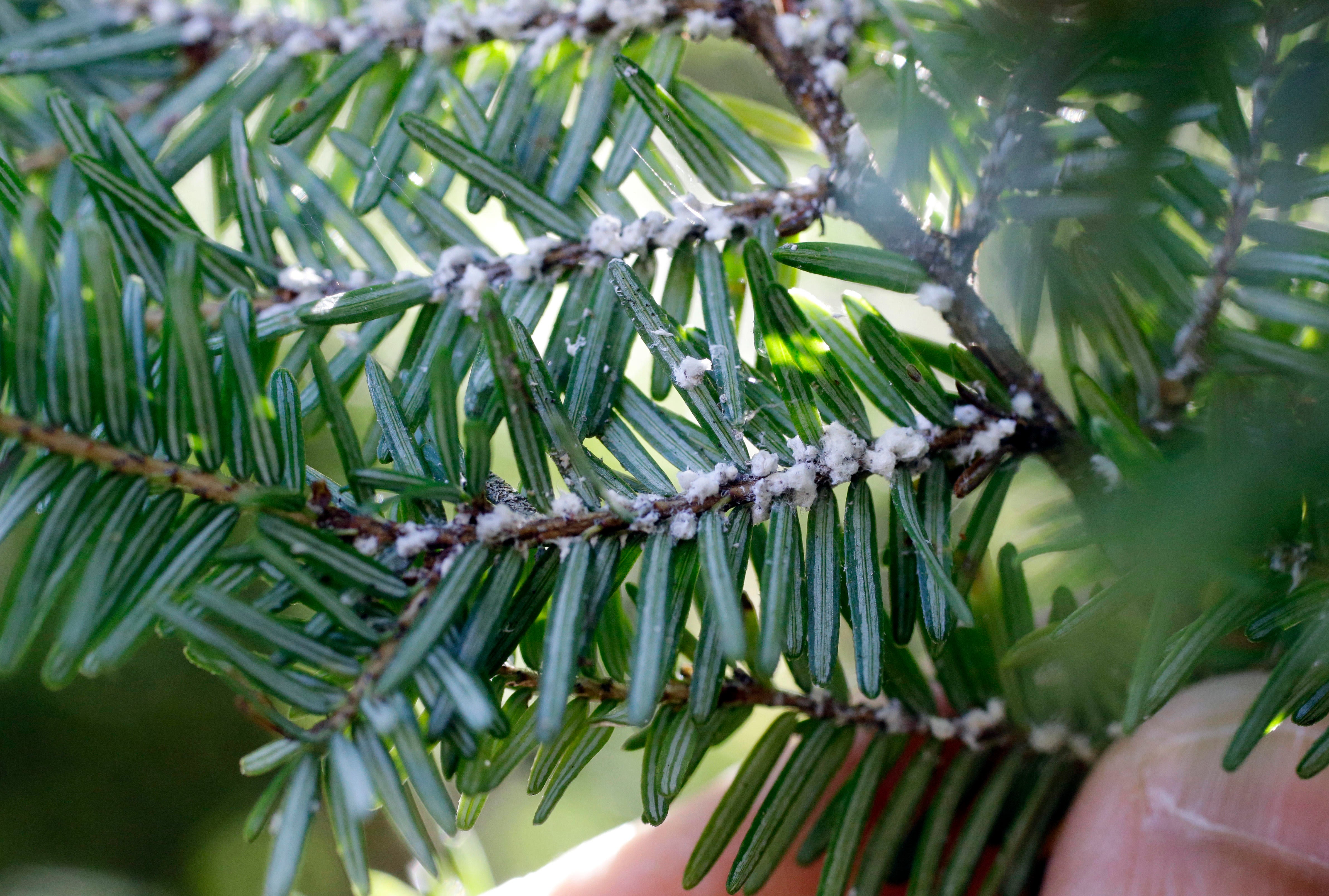 Tiny Invasive Insects Hemlock Woolly Adelgids Are Eating Away At Americas Forests Cbs News 0958