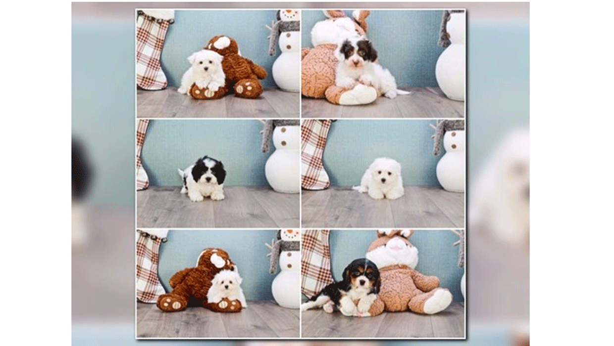 Puppy heist 6 puppies stolen from Virginia pet store CBS News