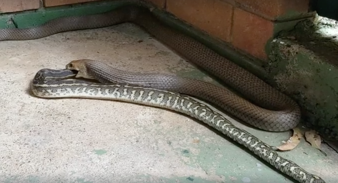 australian spider eating snake