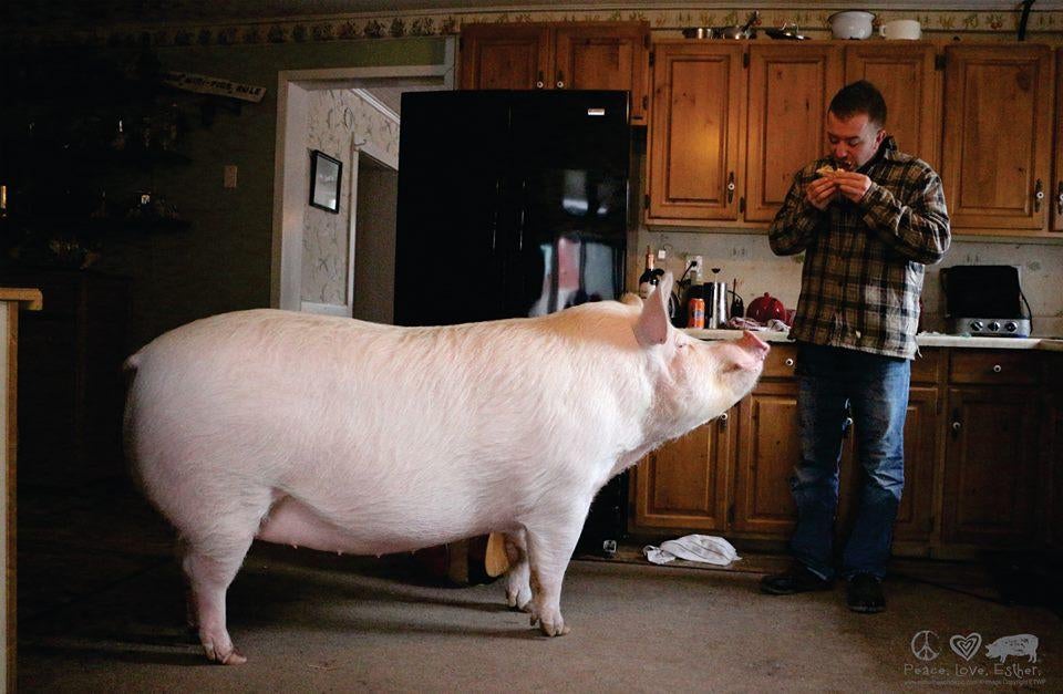 Teacup Pig Full Grown