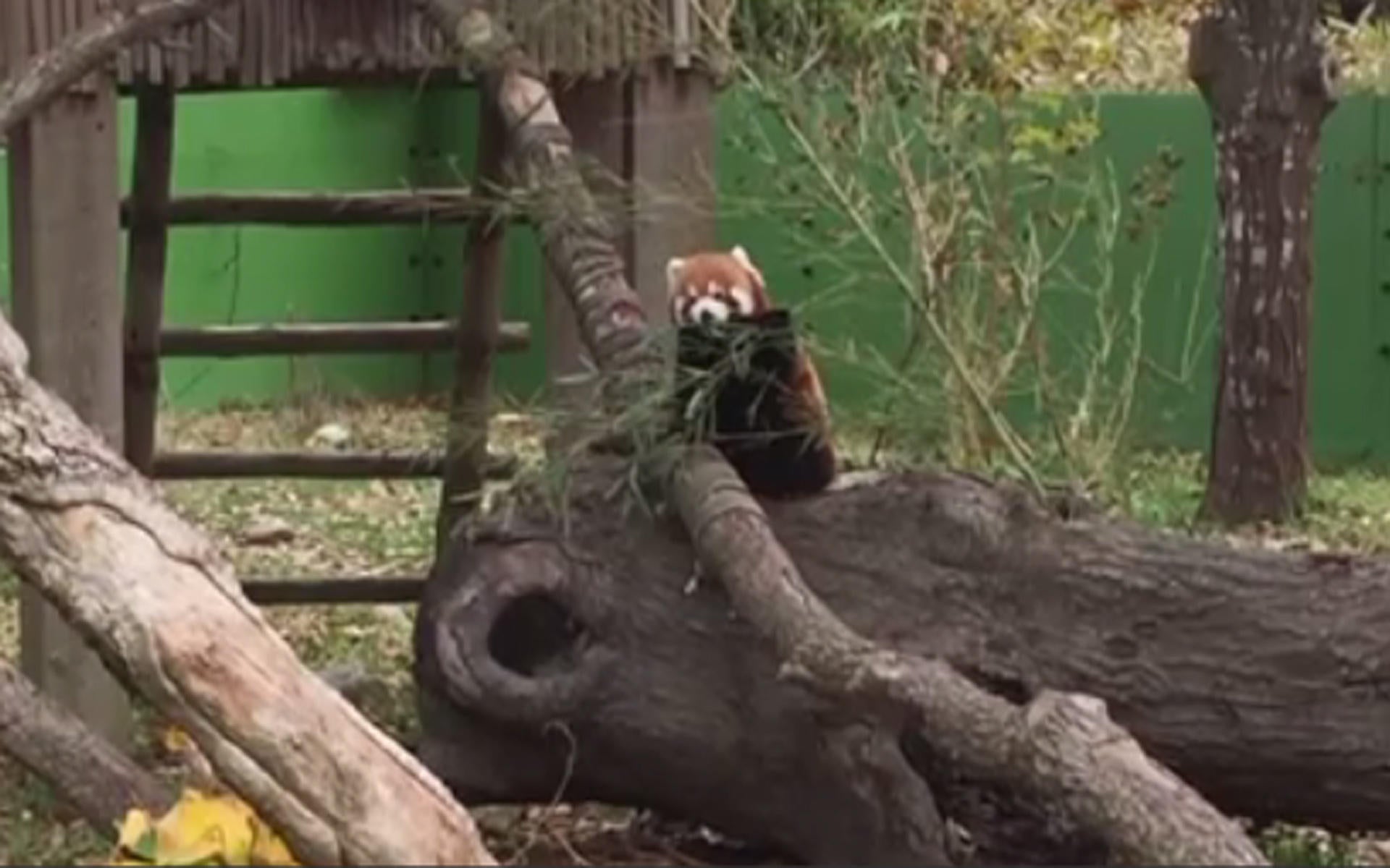 Desperate search for red panda missing from Virginia Zoo - CBS News