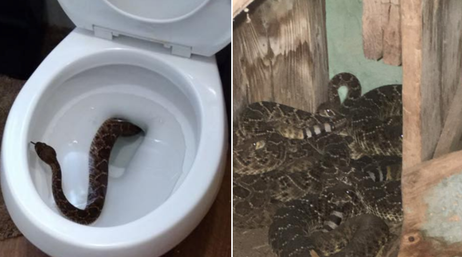 Family finds rattlesnake in toilet, then 23 more underneath their house -  CBS News