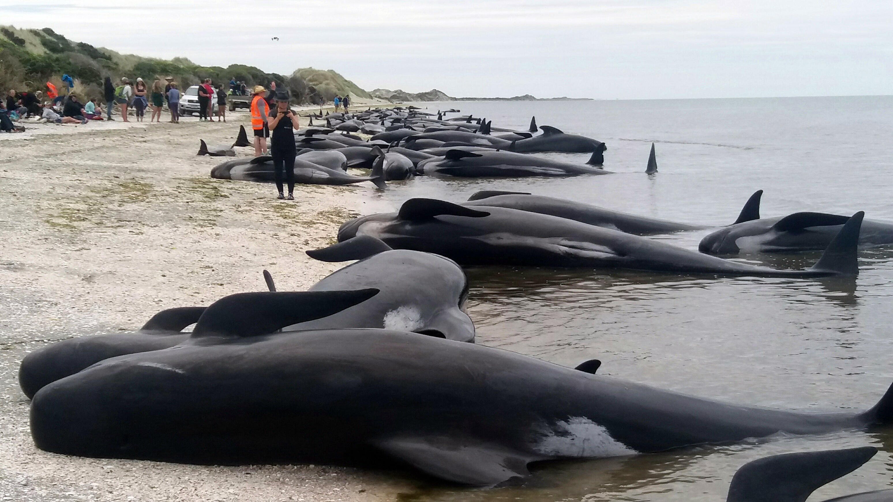 Why do whales beach themselves? We're partially to blame.