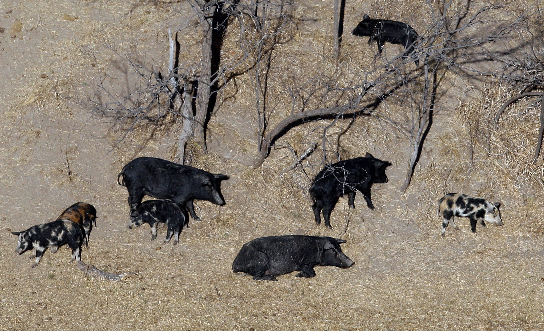 shooting hogs in texas