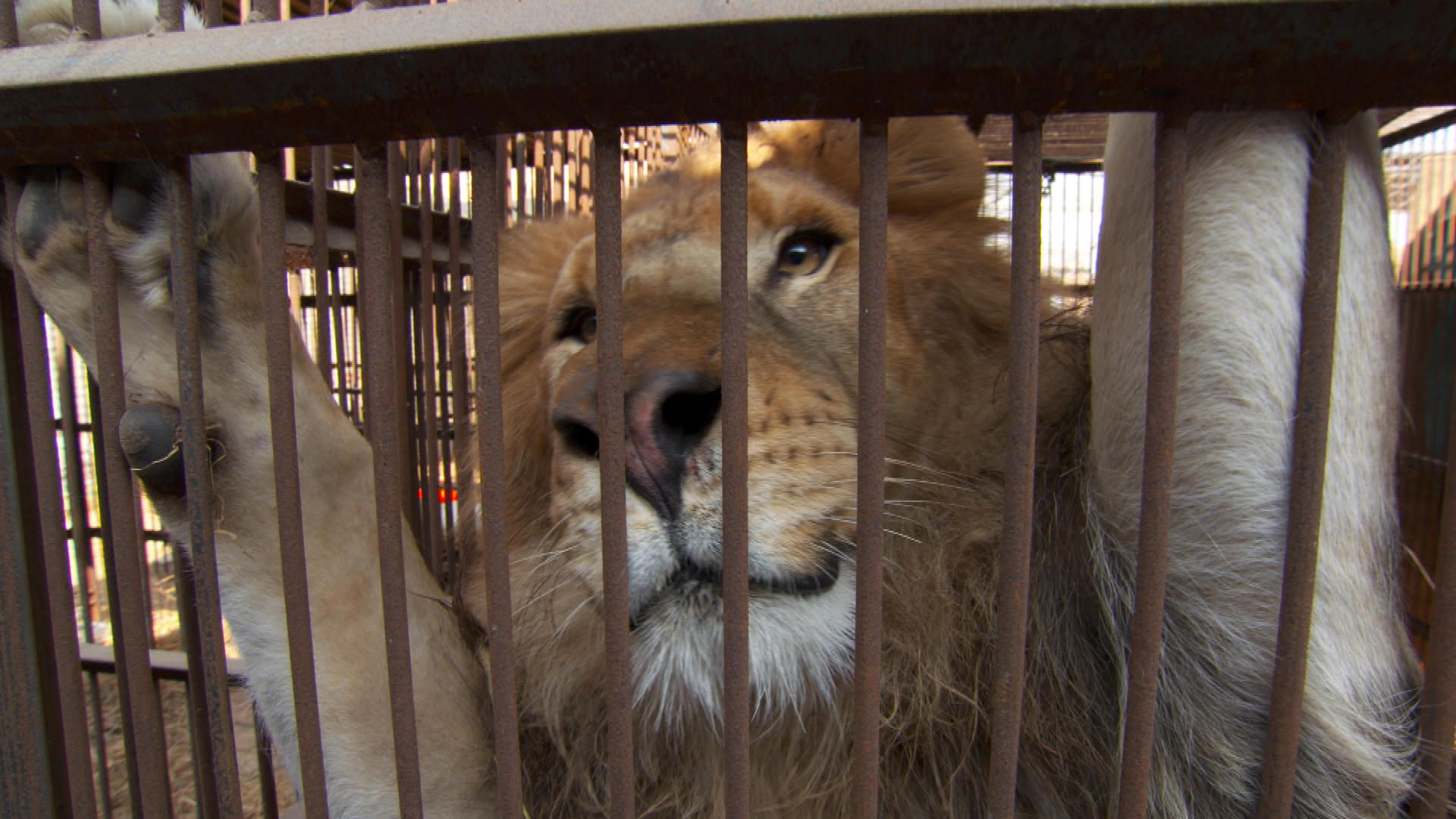 Rescued circus lions from Peru and Colombia to live in Colorado