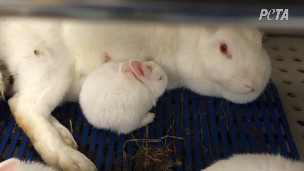 animal experimentation rabbits