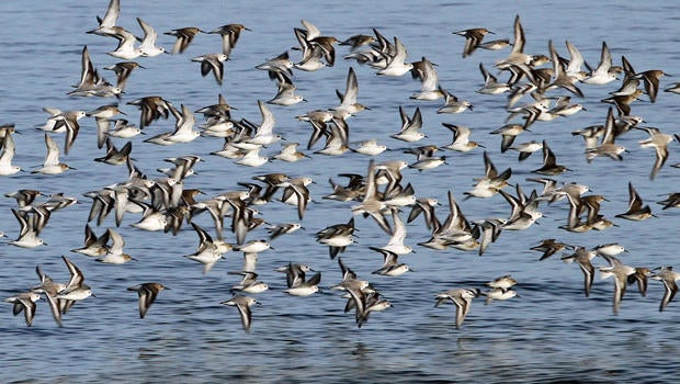 Nature up close: Shorebirds - CBS News