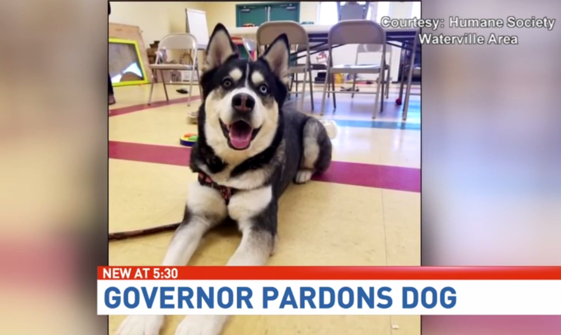 Governor issues pardon to dog set to be put down CBS News