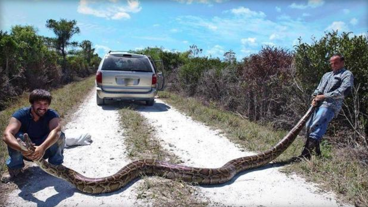 Men catch 15-foot-long, 144-pound python in the Florida Everglades ...