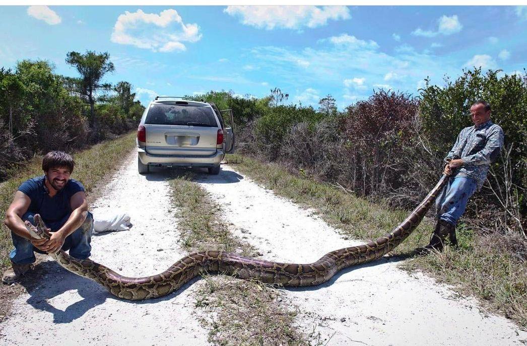 Men catch 15footlong, 144pound python in the Florida Everglades