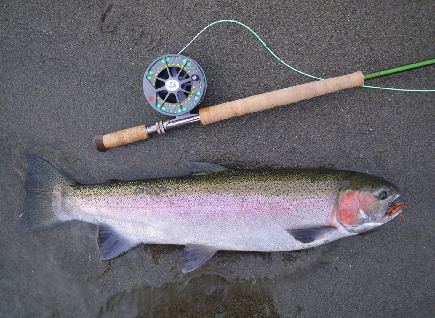 California Steelhead: The Fish Of A Thousand Casts Sporting, 50% OFF