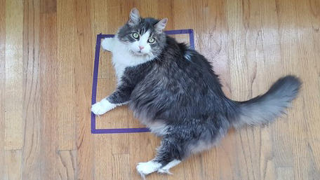 Square Cat