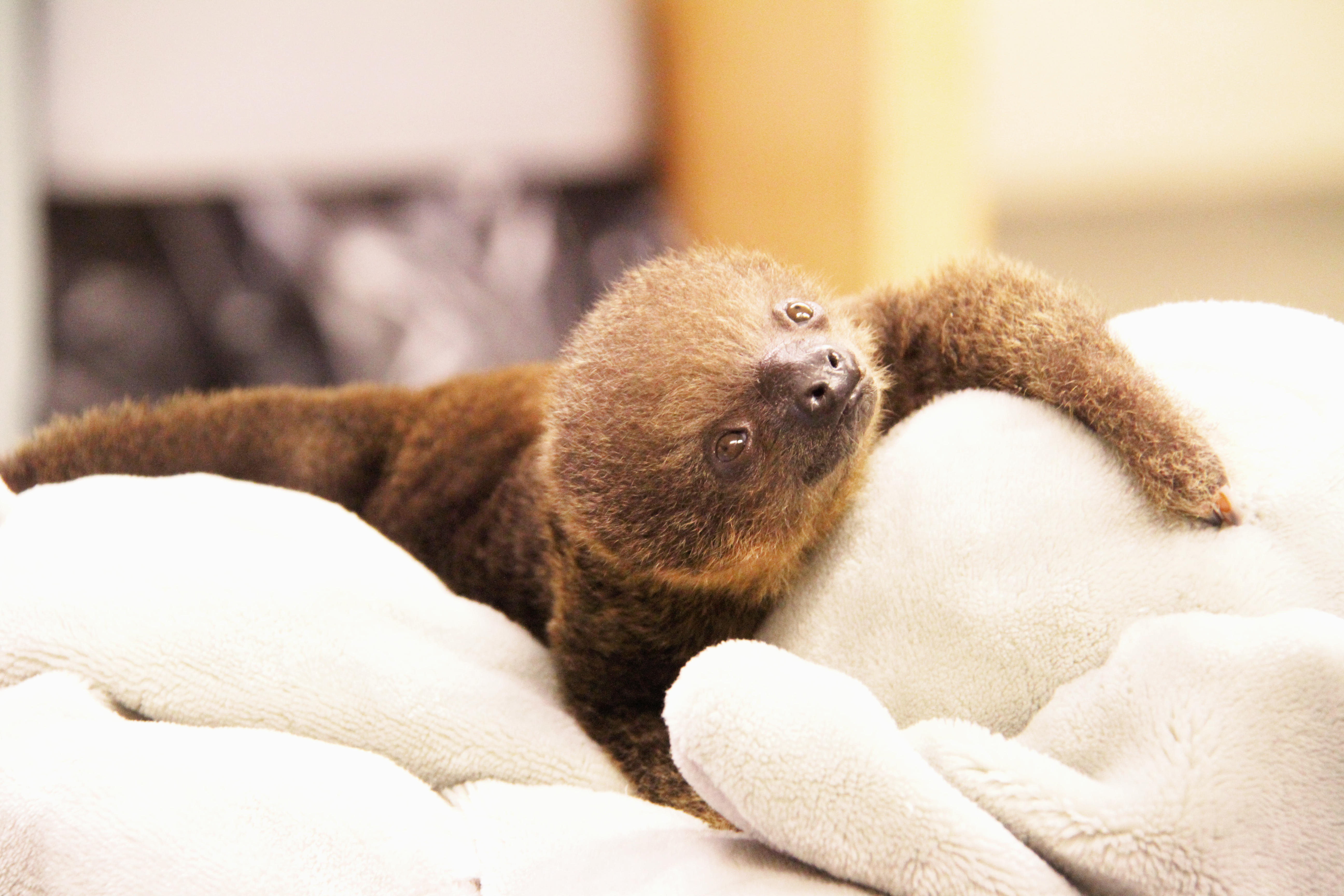 The Internet Is In Love With This Baby Linné's Two-toed Sloth - CBS News