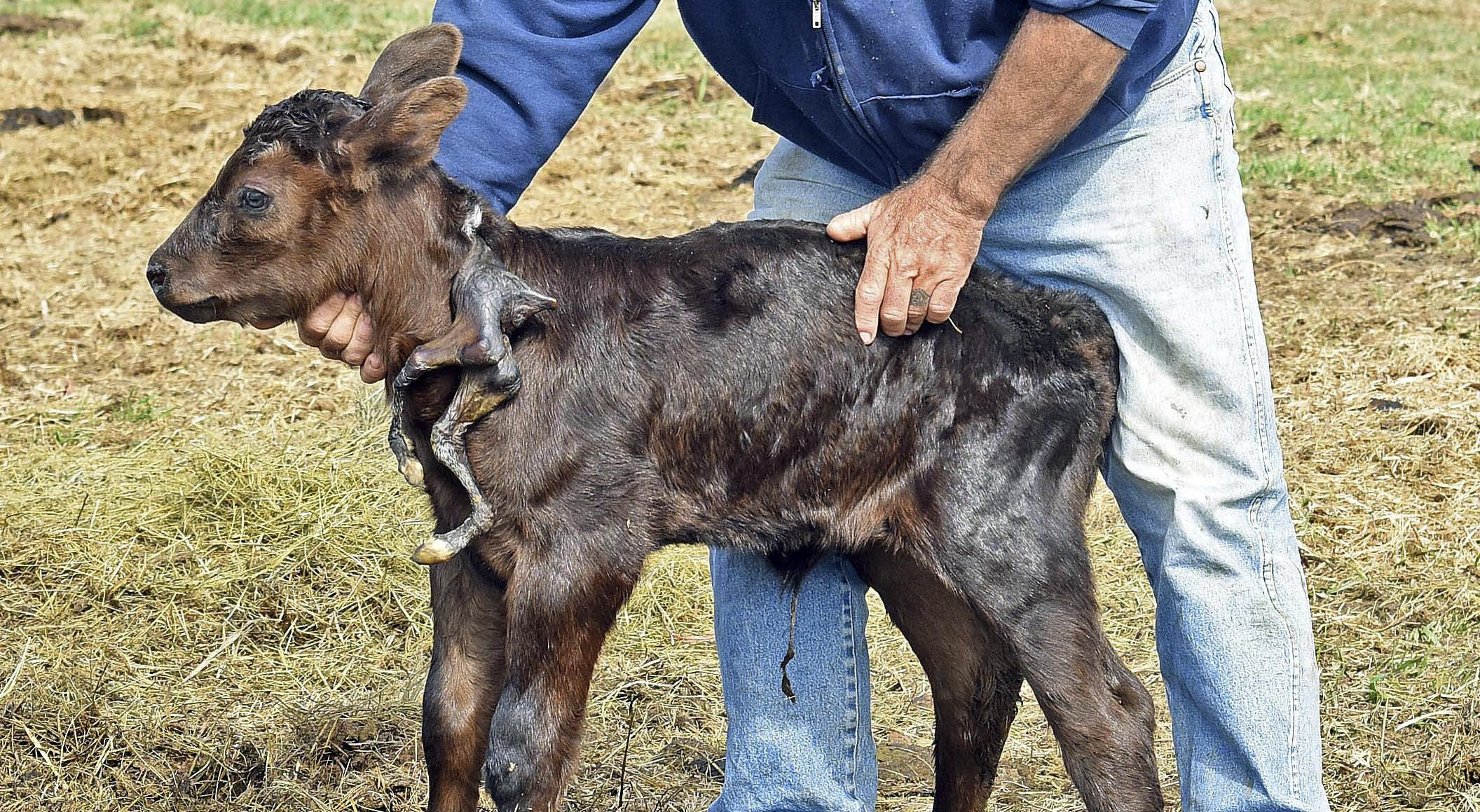 Calf born with 2 extra legs attached to its neck - CBS News