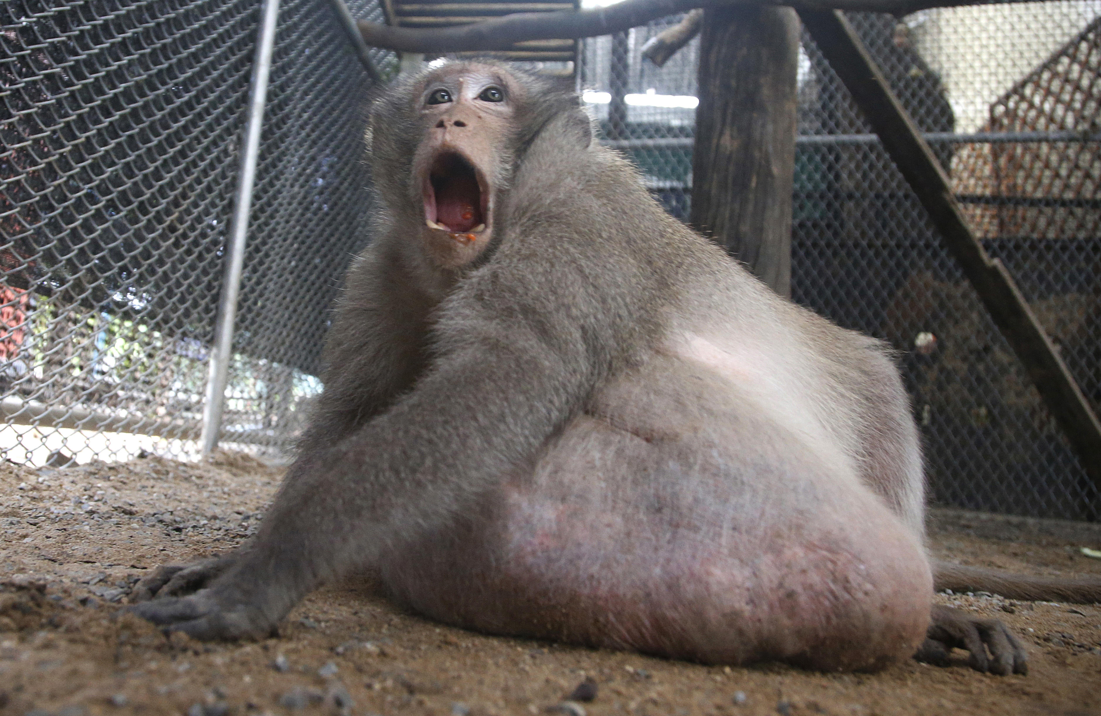 fattest monkey in the world