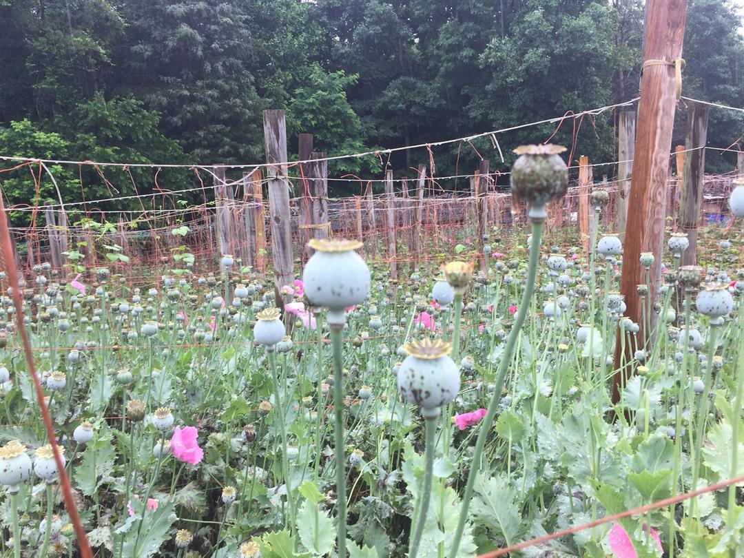 Opium poppy plants found in North worth $500M: sheriff - CBS