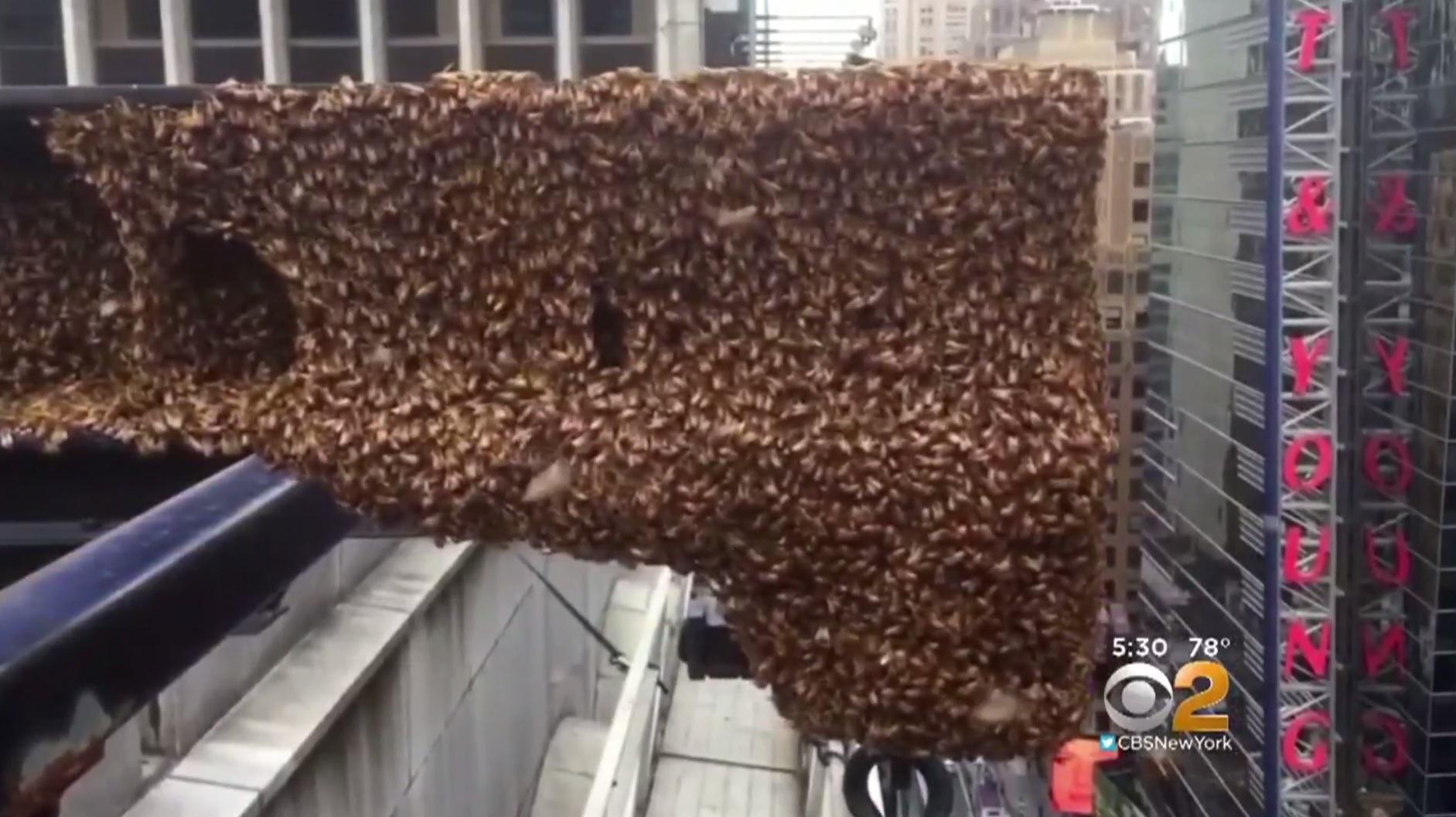 30,000 bees swarm ledge high atop Times Square CBS News
