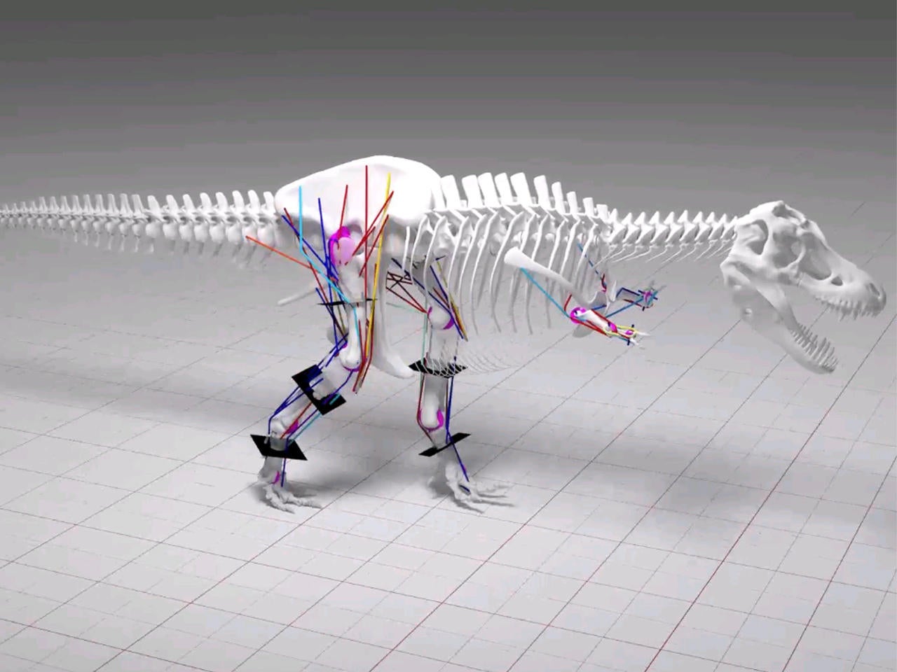 T. rex couldn't run, research on Tyrannosaurus rex at University of  Manchester shows - CBS News