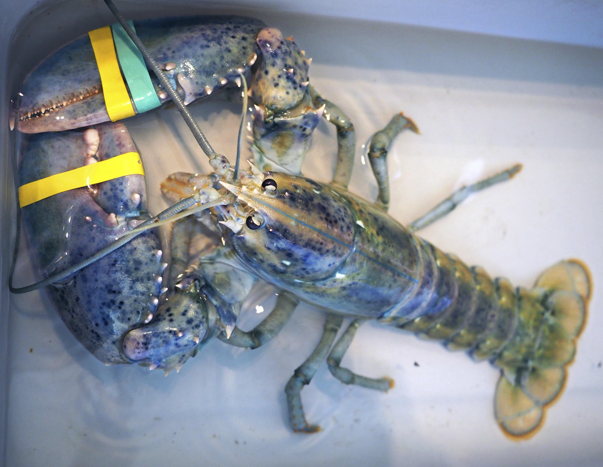 TSA Finds 20-Pound Lobster in Checked Bag