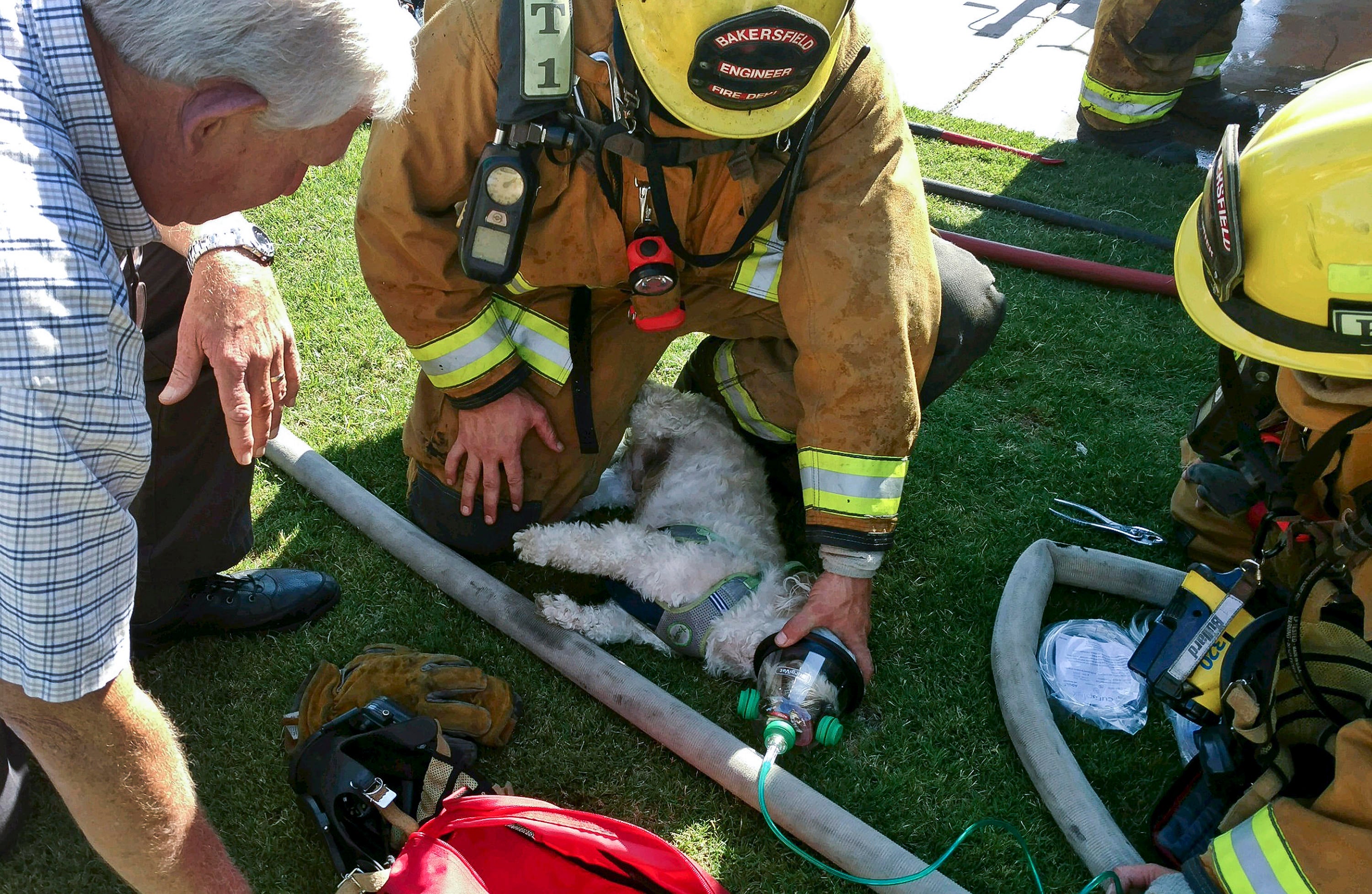 Calif. firefighters rescue nearly dead dog, bring him back to life