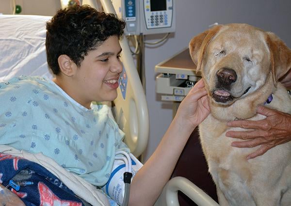 Harley the blind therapy dog, who lost eyes at age 5, warms hearts ...