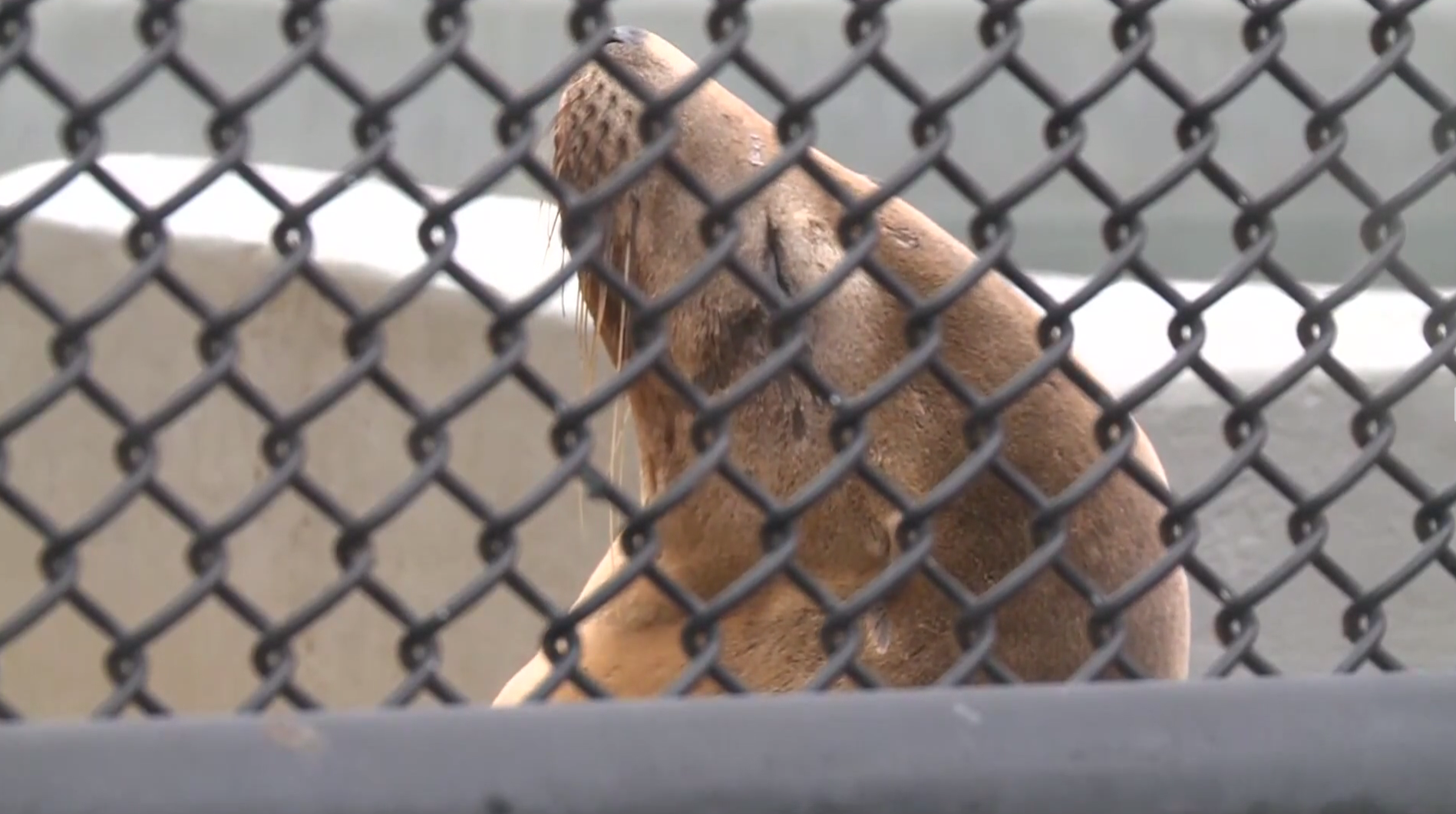 Dozens of sea lions sickened with domoic acid poisoning - CBS News