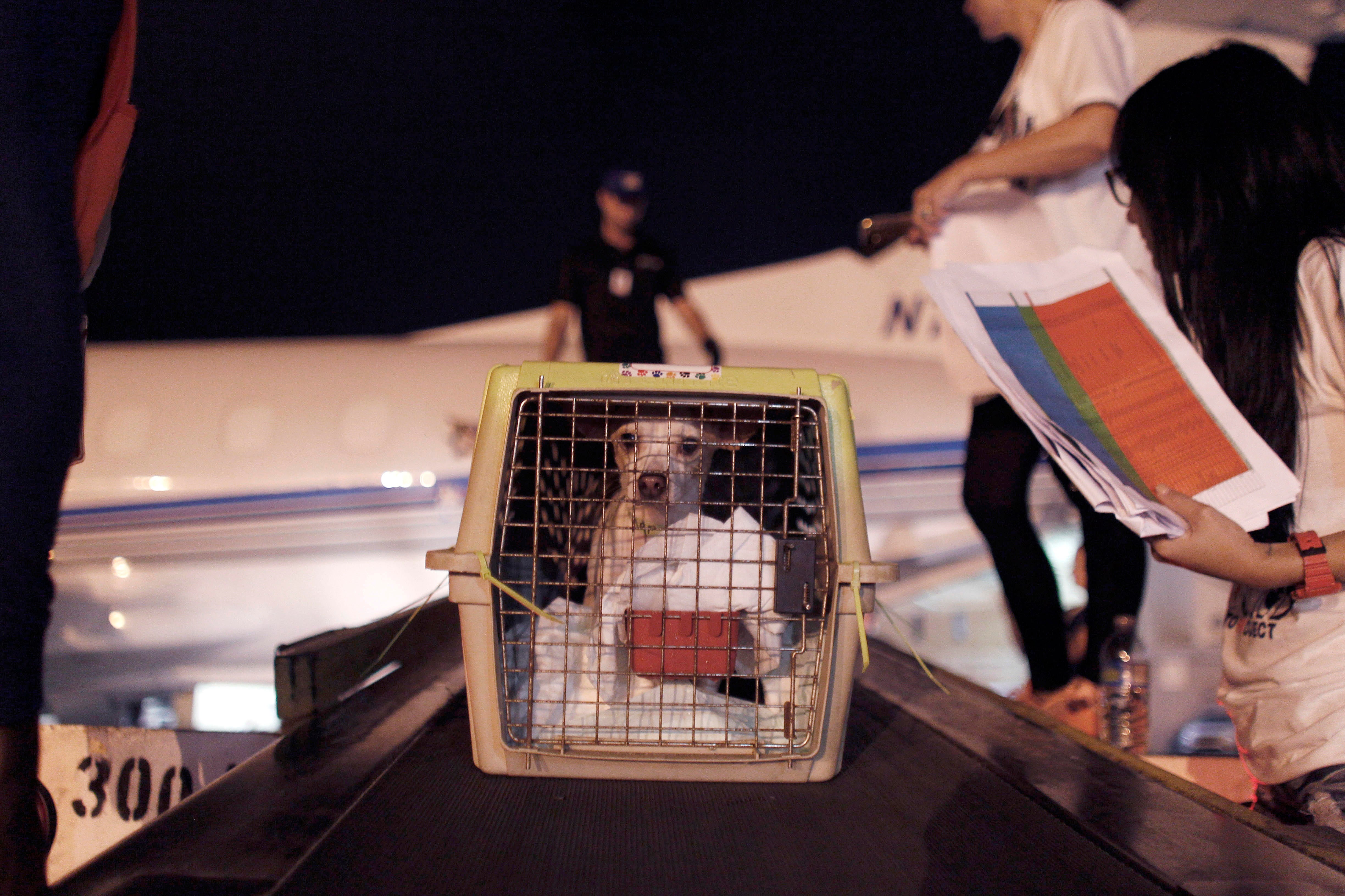 Dogs airlift from Puerto Rico saves hundreds of abandoned animals from