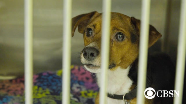 Meet the New Orleans woman who saved more than 100 shelter animals from ...