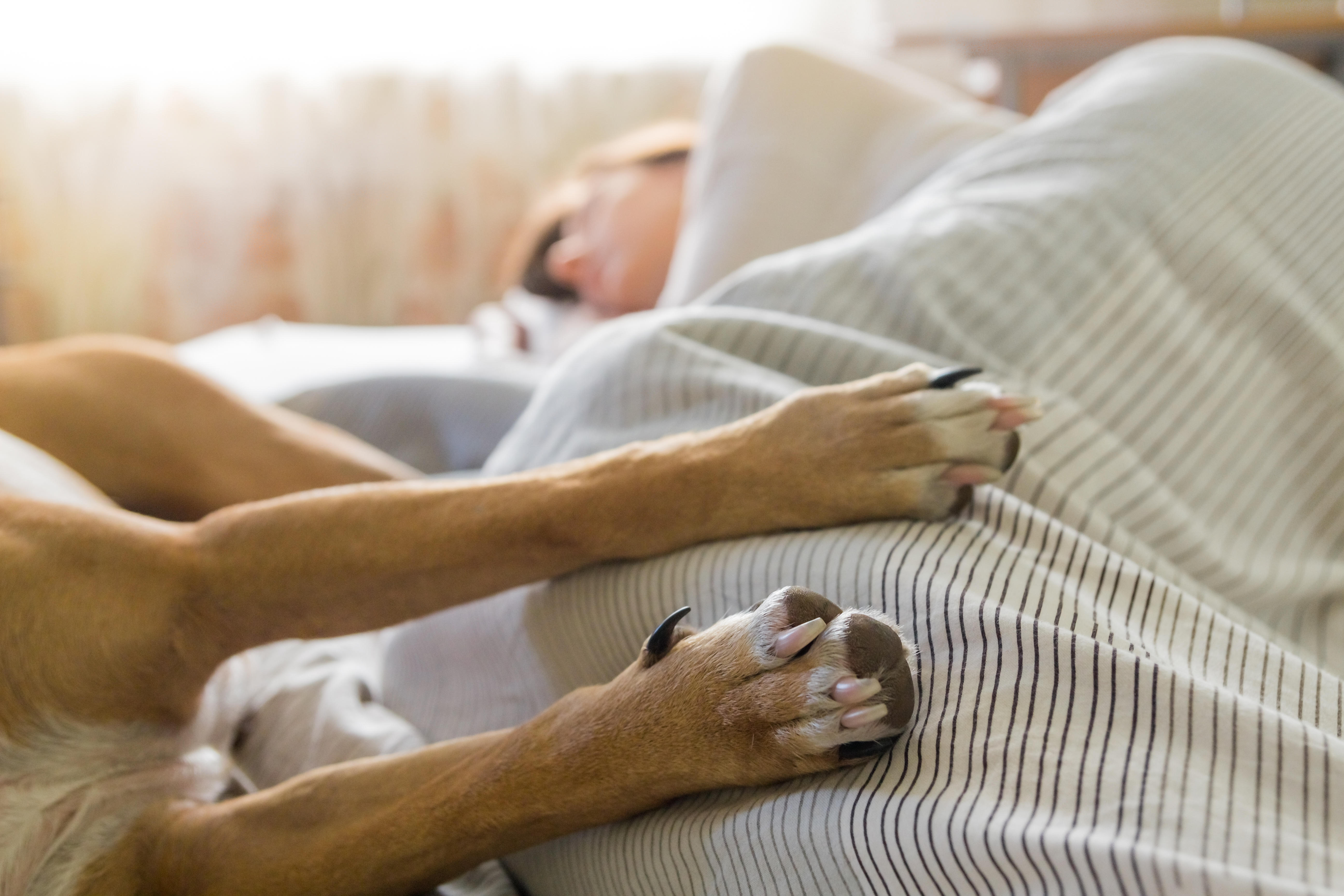should your dog sleep in the bedroom