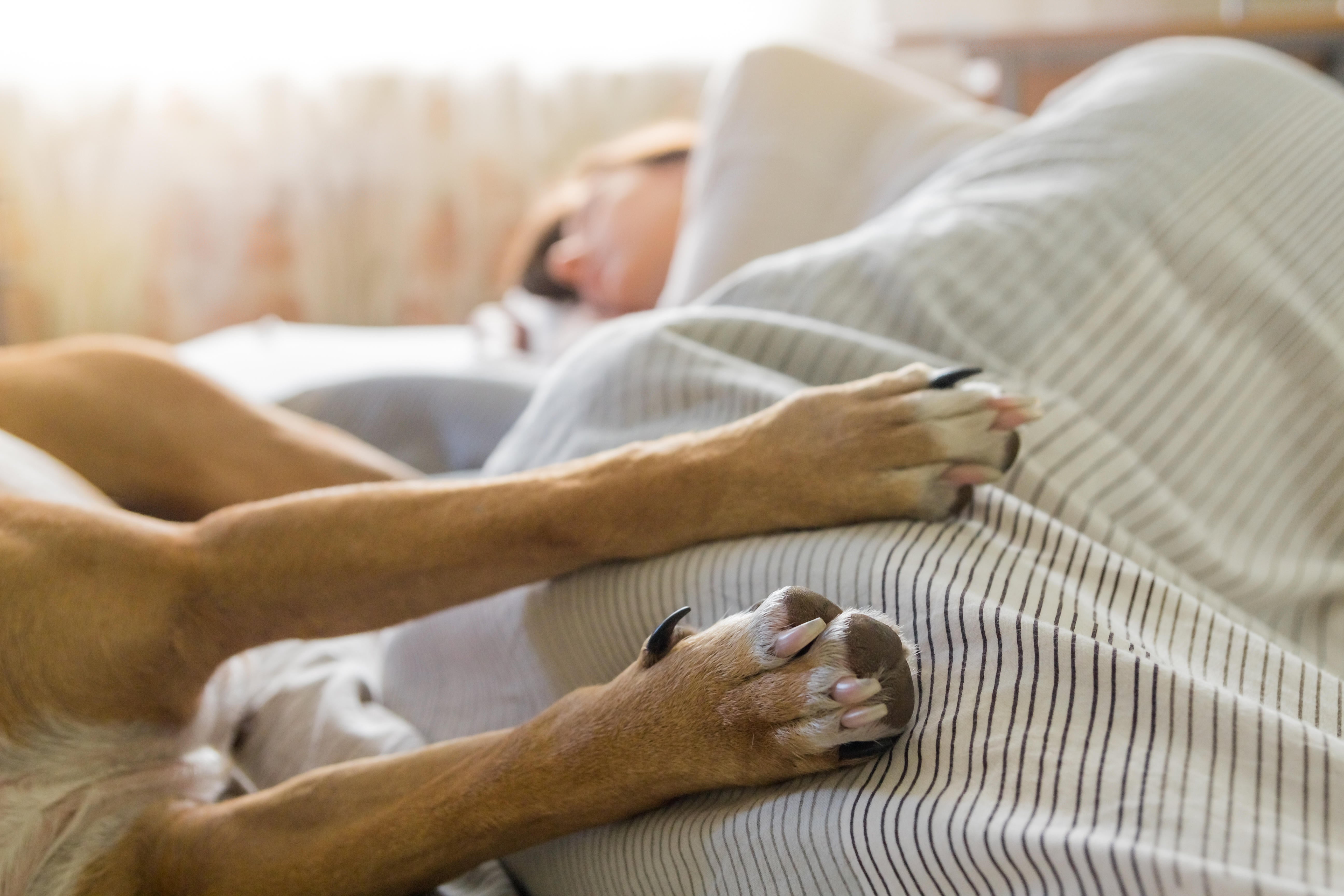 do dogs like sleeping in bed