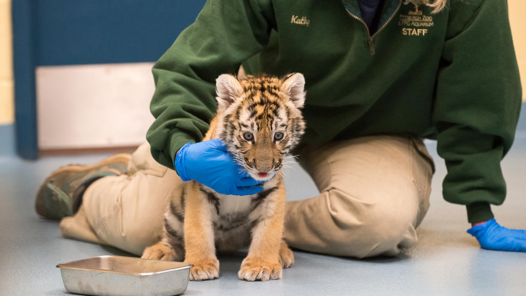 Earning their stripes! Playful tiger cubs play fight in Nuremberg