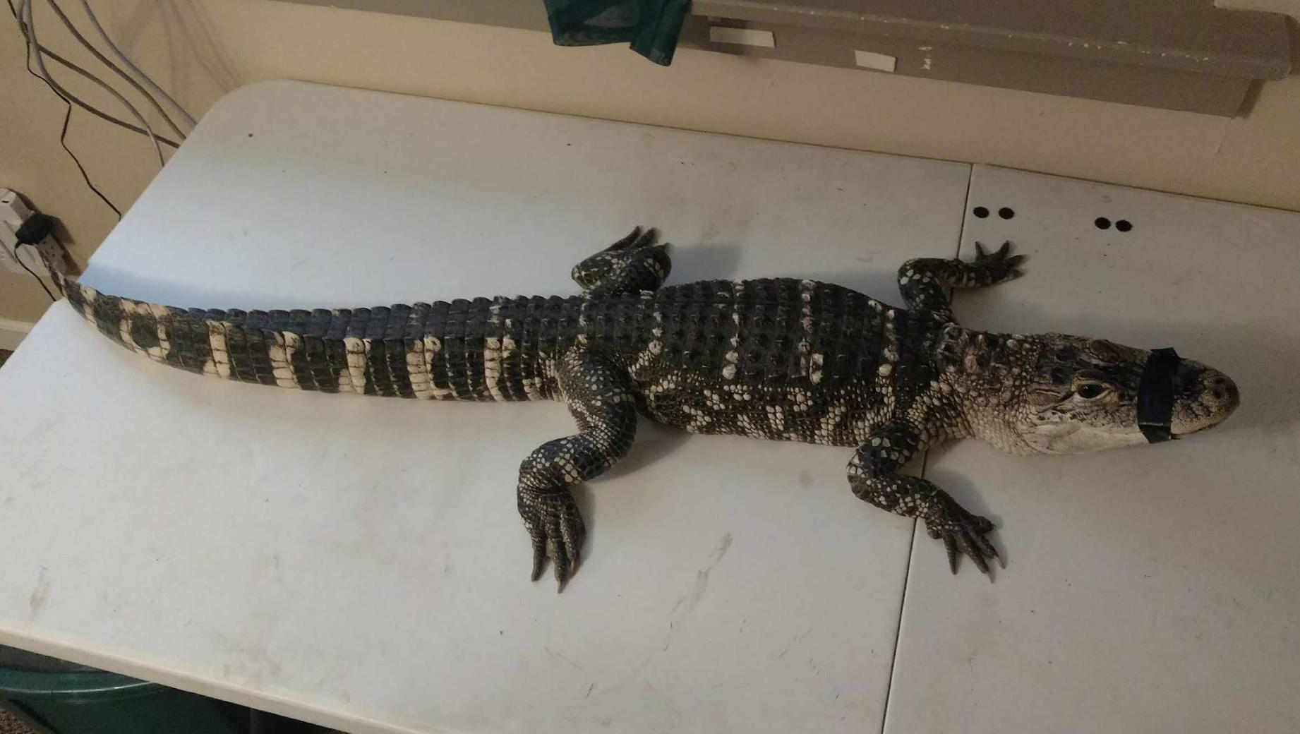 Man arrested after police find 4foot alligator in New York home CBS News